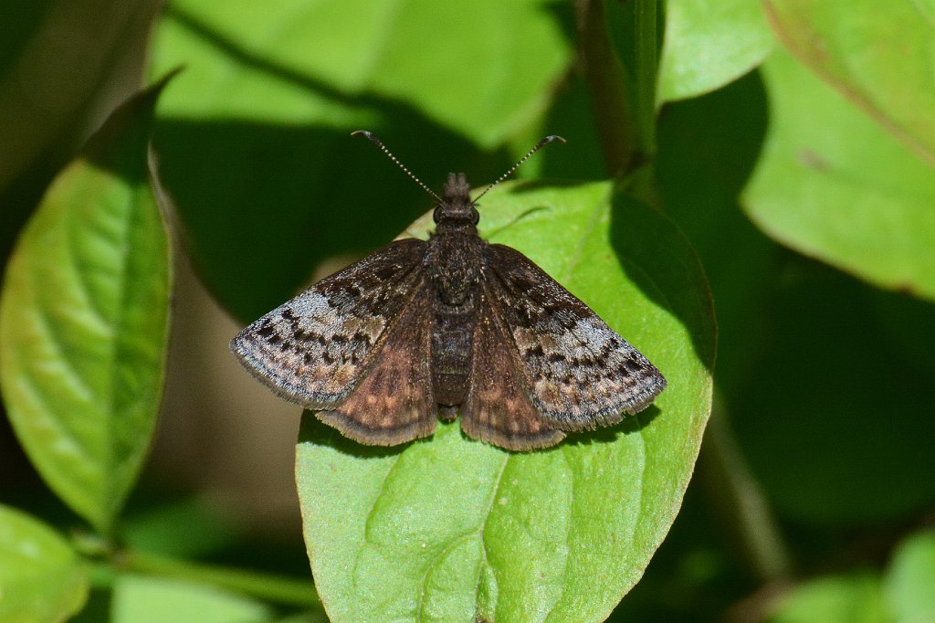 164 2013-05271667 Broad Meadow Brook, MA.JPG - Sleepy Duskywing (Erynnis brizo). Broad Meadow Brook Wildlife Sanctuary, MA, 5-27-2013